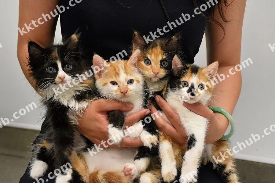 Evcil Hayvan Bakıcısı