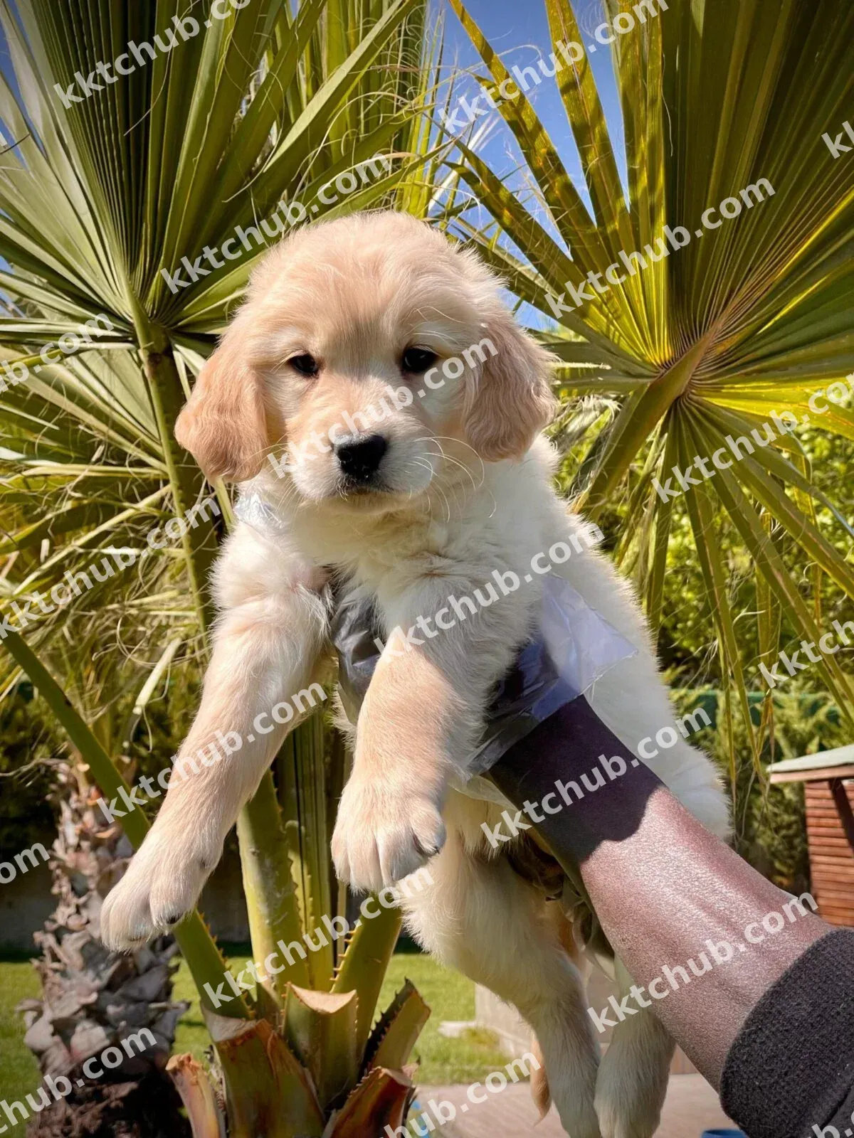 Golden Retriever Yavrumuz