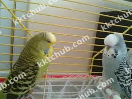Muhabbet Kuşu sahiplendirme